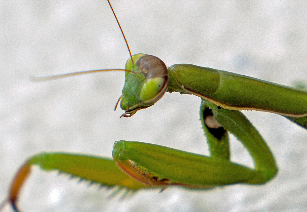 Mane Insecte Insecte Mante La Nature - Photo gratuite sur Pixabay - Pixabay