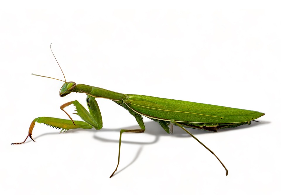 Mantis Nature Insect - Free photo on Pixabay