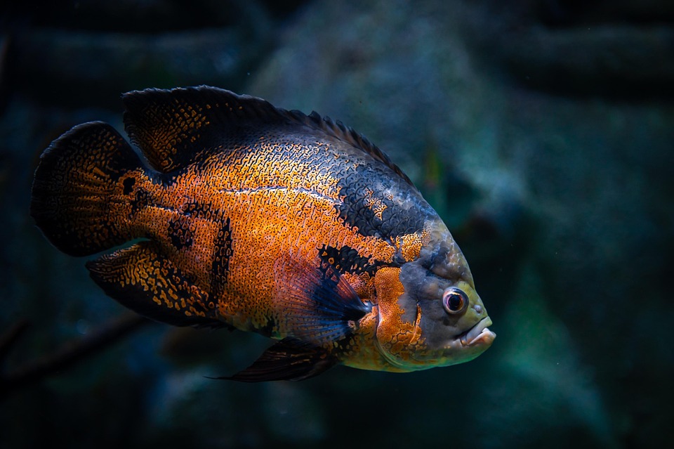 Fish Sea Ocean Marine - Free photo on Pixabay