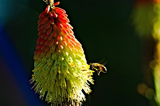 Free Blossom Summer photo and picture
