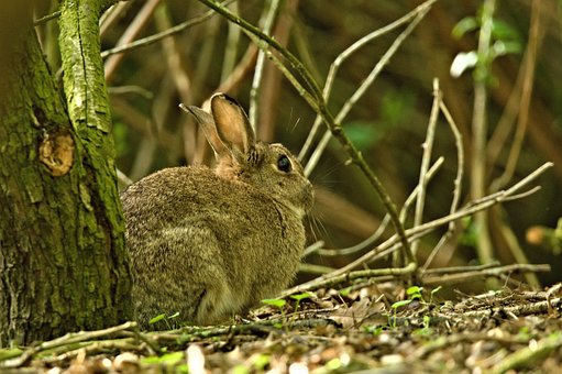 Free Hare Nature photo and picture