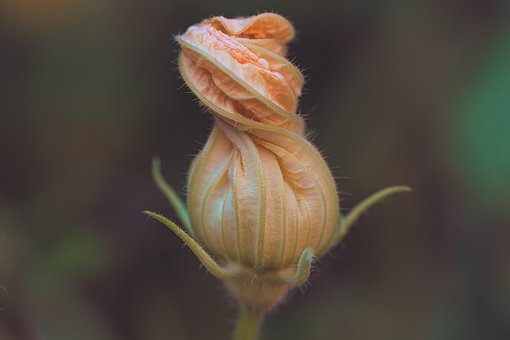 Free Halloween Jack-O-Lantern photo and picture