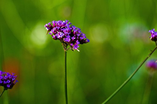 Free Flowers Bloom photo and picture