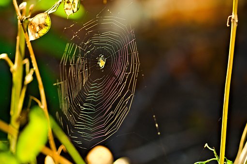 Free Nature Meadow photo and picture