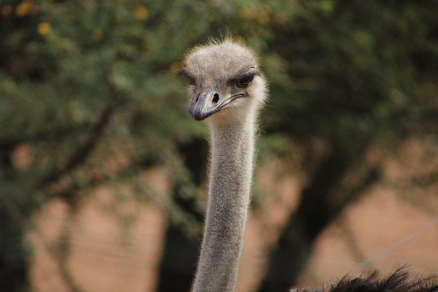 Strauß, Natur, Vogel, Tierwelt, Kopf