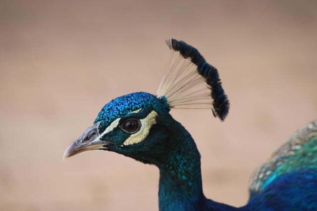 Pfau, Vogel, Natur, Bunt, Feder