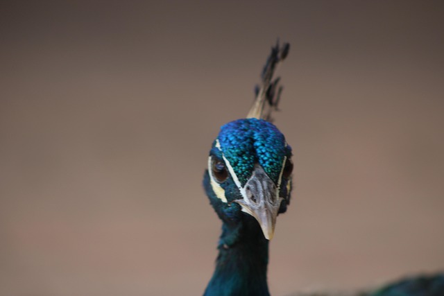 Pfau, Vogel, Natur, Bunt, Feder