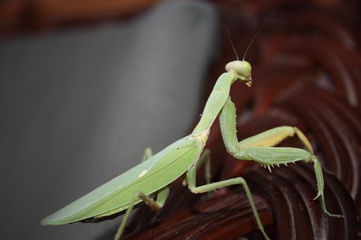 Free Insects Mantis photo and picture