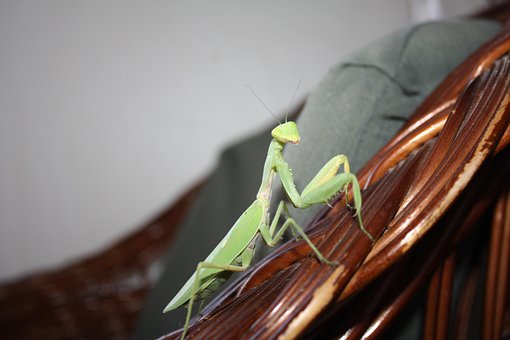 Free Mantis Nature photo and picture
