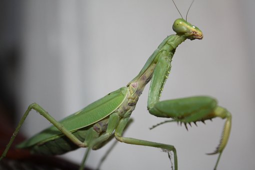 Free Mantis Praying Mantis photo and picture