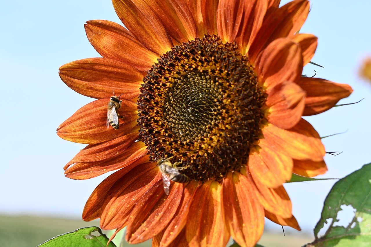 Broche Tournesol Avec Abeille Et Zircons - Bijou Multifonction Pour Vêtements Et Sacs - Homme Et Femme - 12