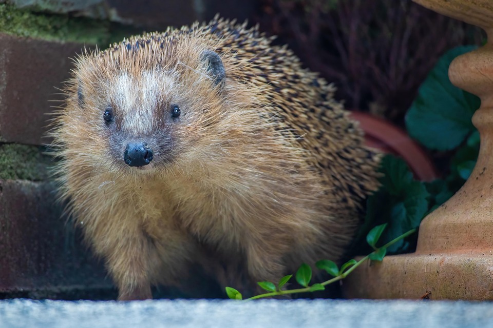 刺猬 带刺的 哺乳动物 - Pixabay上的免费照片 - Pixabay