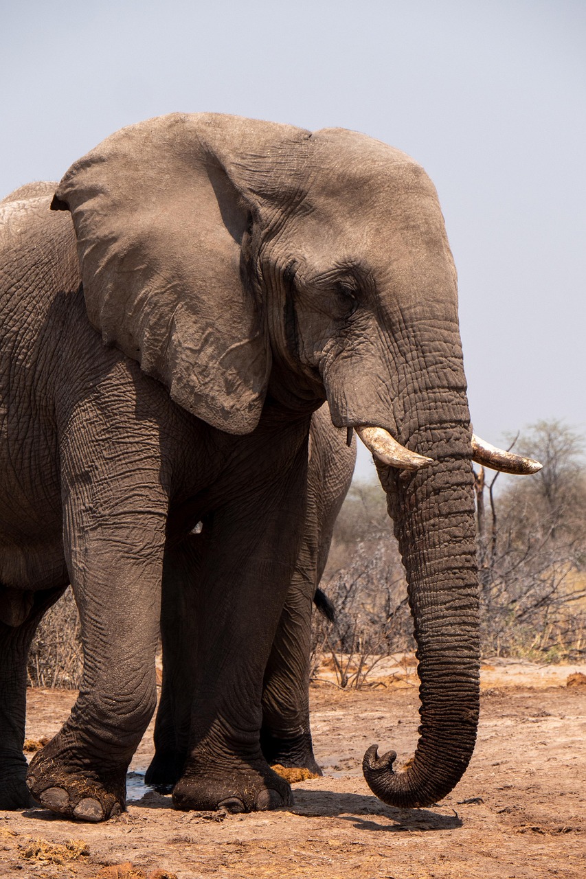 30 000 Free African Culture African Images Pixabay