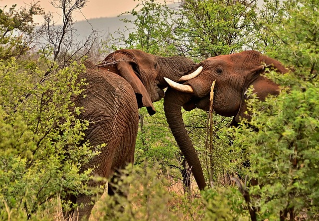 Free Elephants Wilderness photo and picture