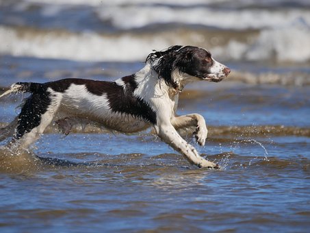 Springer Spaniel, Hund, Ocean, Våd Hund