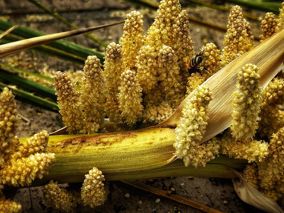 Alpine Cancer Root Conopholis Free photo on Pixabay Pixabay