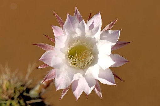 Kaktus Blomst, Blomst, Blomstre, Bloom