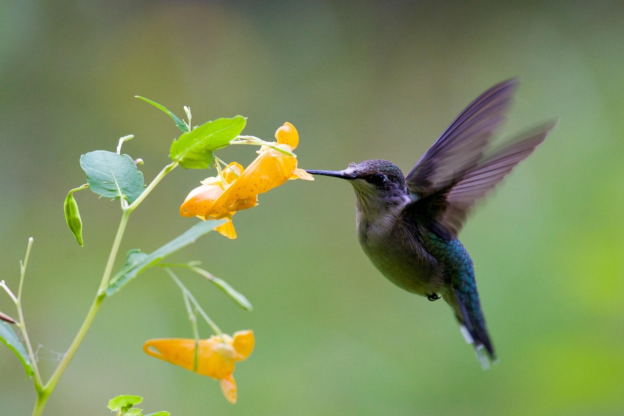 Hummingbird Bird Flight Flying - Free photo on Pixabay - Pixabay