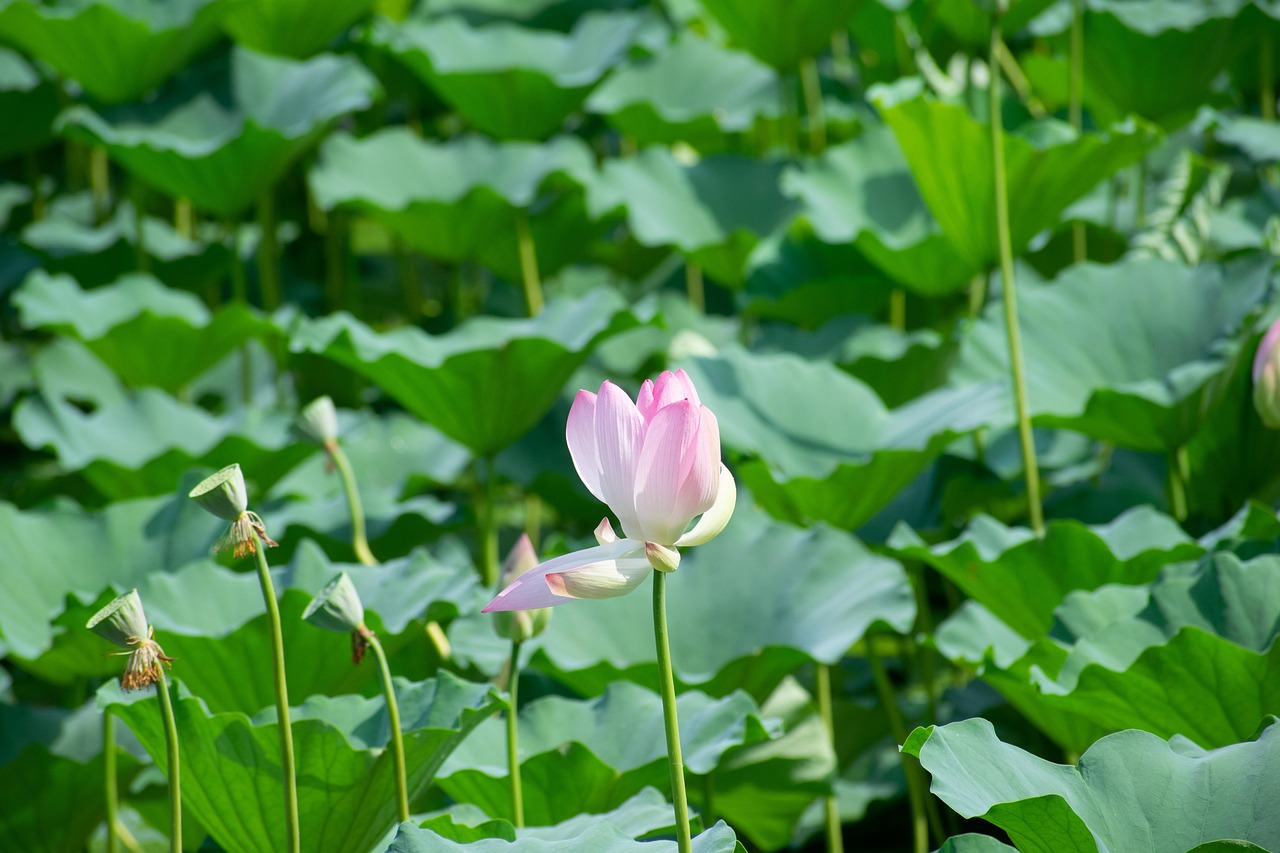 Lotus pond concept