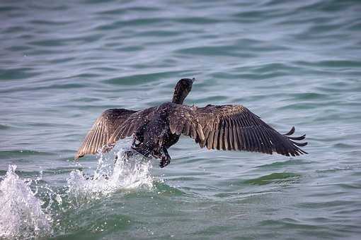 Free Cormorant Nature photo and picture