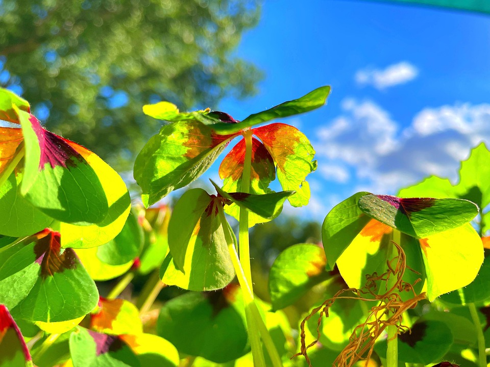 Colorful Clover Tree Clover Four Leaf Lucky - Free photo on Pixabay