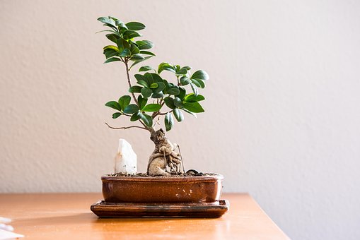 perlen bonsai PerlenKit "Nejitte Bonsai Kit Sakura HCA30 // 3" Miyuki  Yuzawaya
