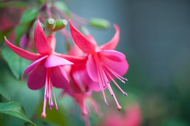 Free Flower Blossoms photo and picture
