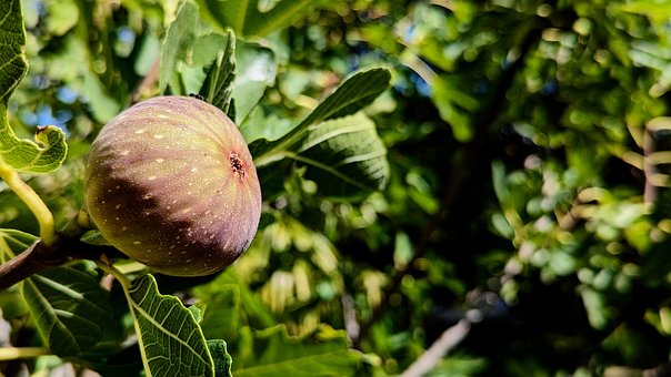 Træ, Figner, Fig, Middelhavet, Provence