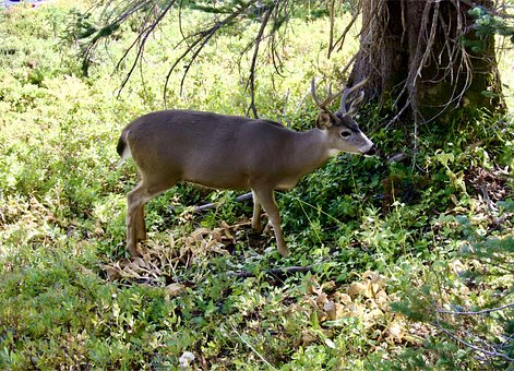 Free Deer Animals photo and picture