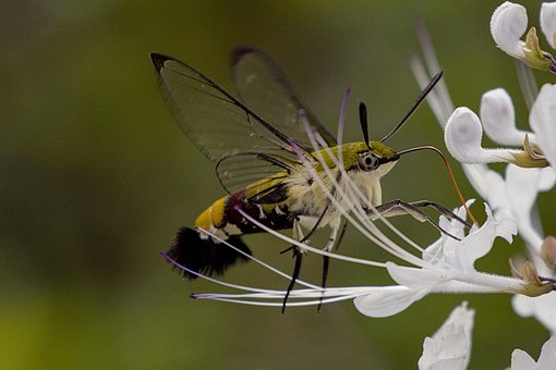 Free Insect Entomology photo and picture