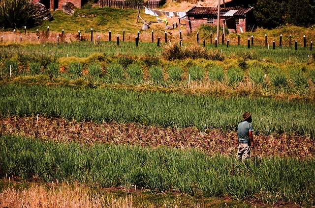 Free Agriculture Farmer photo and picture
