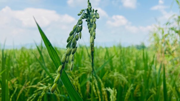 Agricultura, Naturaleza, Arroz