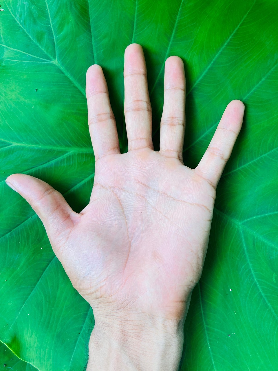 Hand Fingers - Free photo on Pixabay