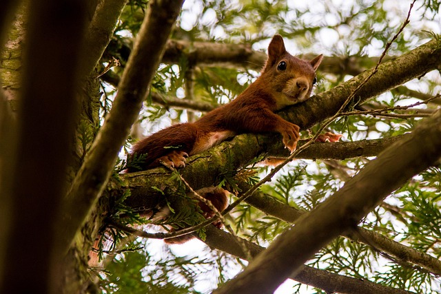 Free Squirrel Animal photo and picture