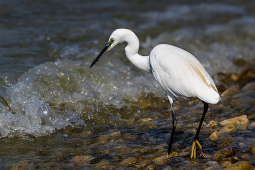 Free Egret Bird photo and picture