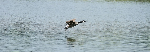 Free Canada Goose Goose photo and picture