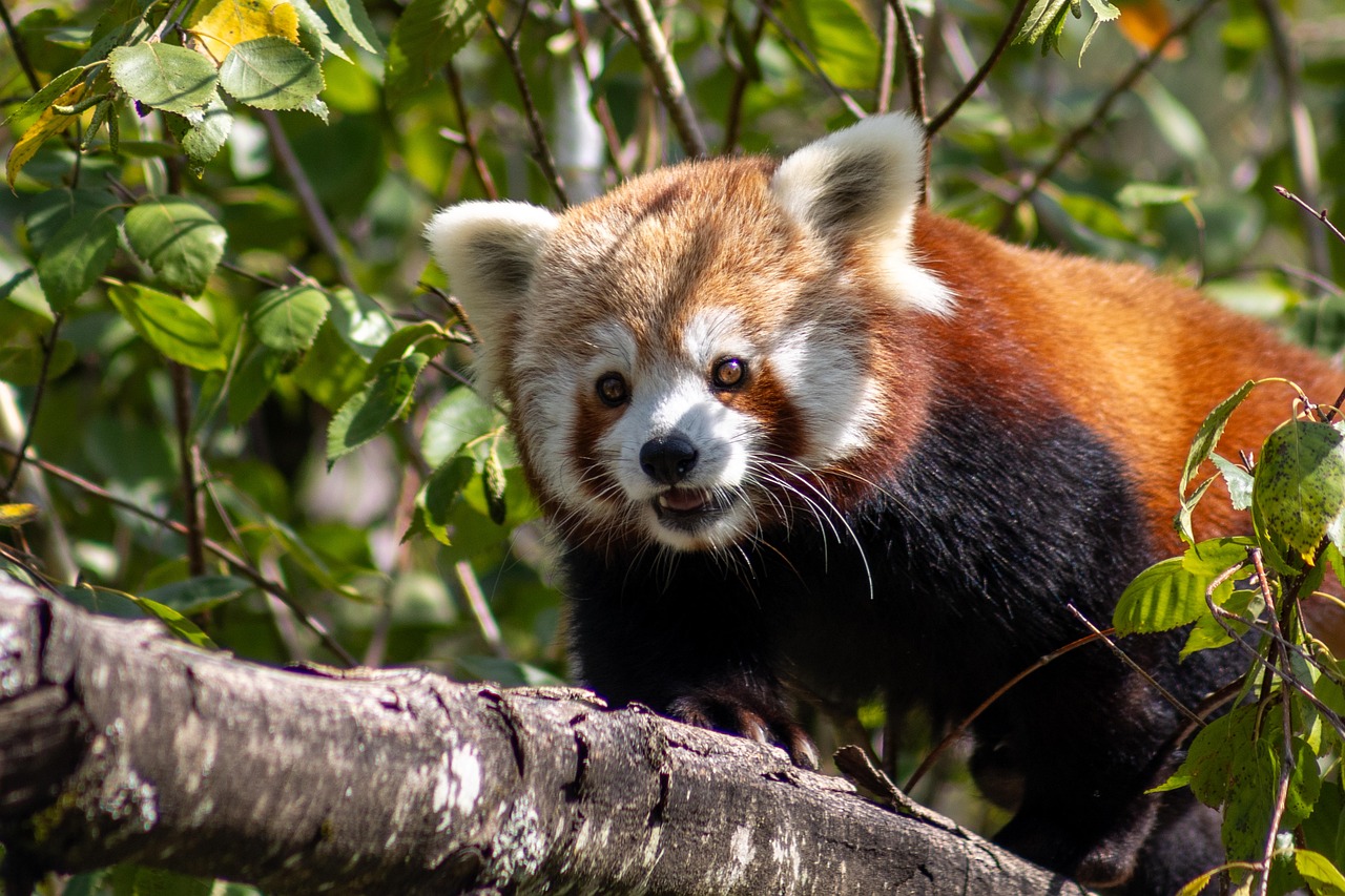 Red Panda - free online jigsaw puzzle photo