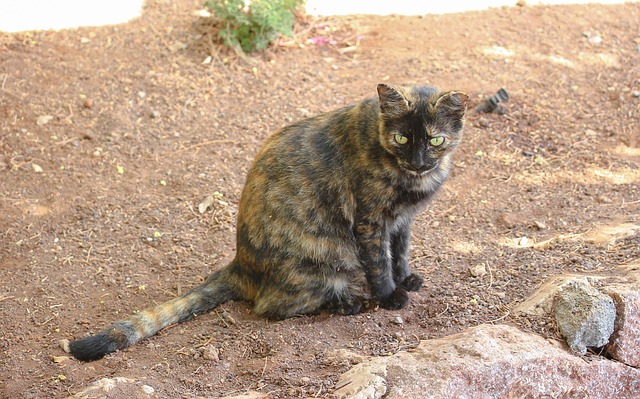 Free Cat Zoo photo and picture