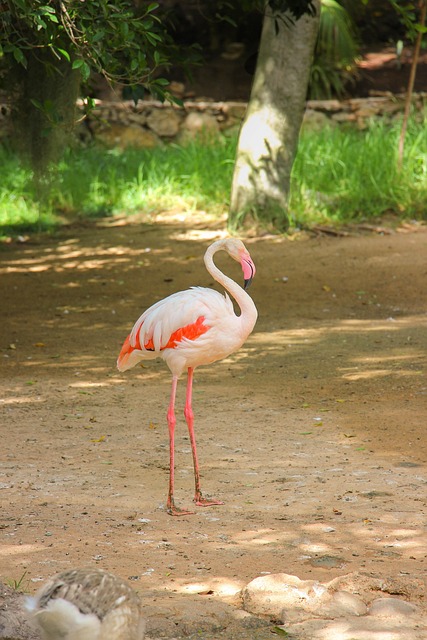 Free Flamingo Animals photo and picture