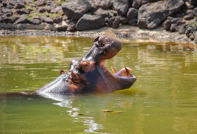 Free Hippopotamus River photo and picture
