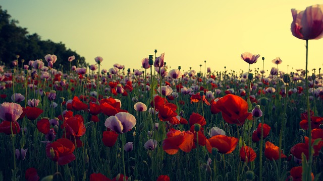 Free Poppies Wildflowers photo and picture