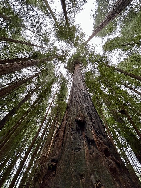 Free Forest Trees photo and picture