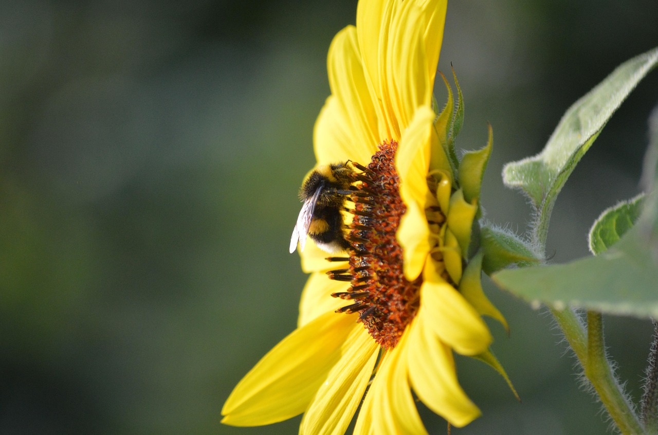 Sunflower Bumblebee Pollination - Free photo on Pixabay - Pixabay