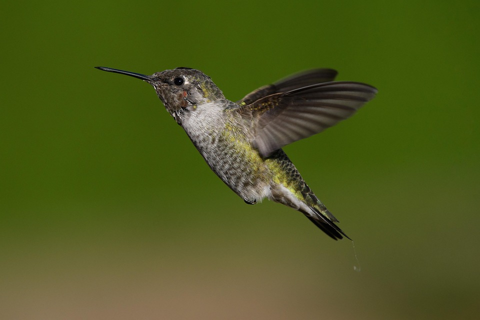 Hummingbird Bird Animal - Free photo on Pixabay - Pixabay