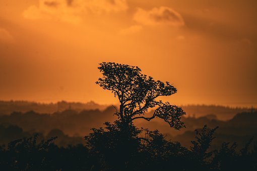 Free Sky Trees photo and picture
