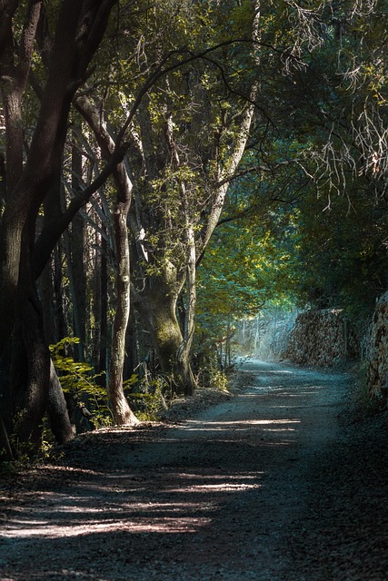 Free Way And Tree Tree photo and picture