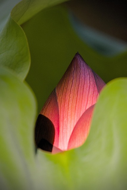 Free Lotus Leaves photo and picture