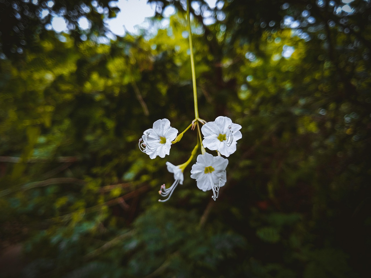 Beauté Dans La Nature Bloom - Image gratuite sur Pixabay - Pixabay