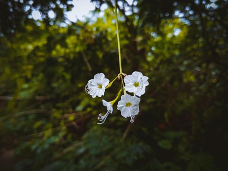Free Beauty In Nature Bloom illustration and picture