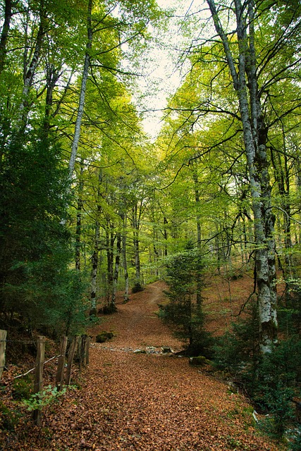 Selva Irato, Navarra, Espanha, Panorama